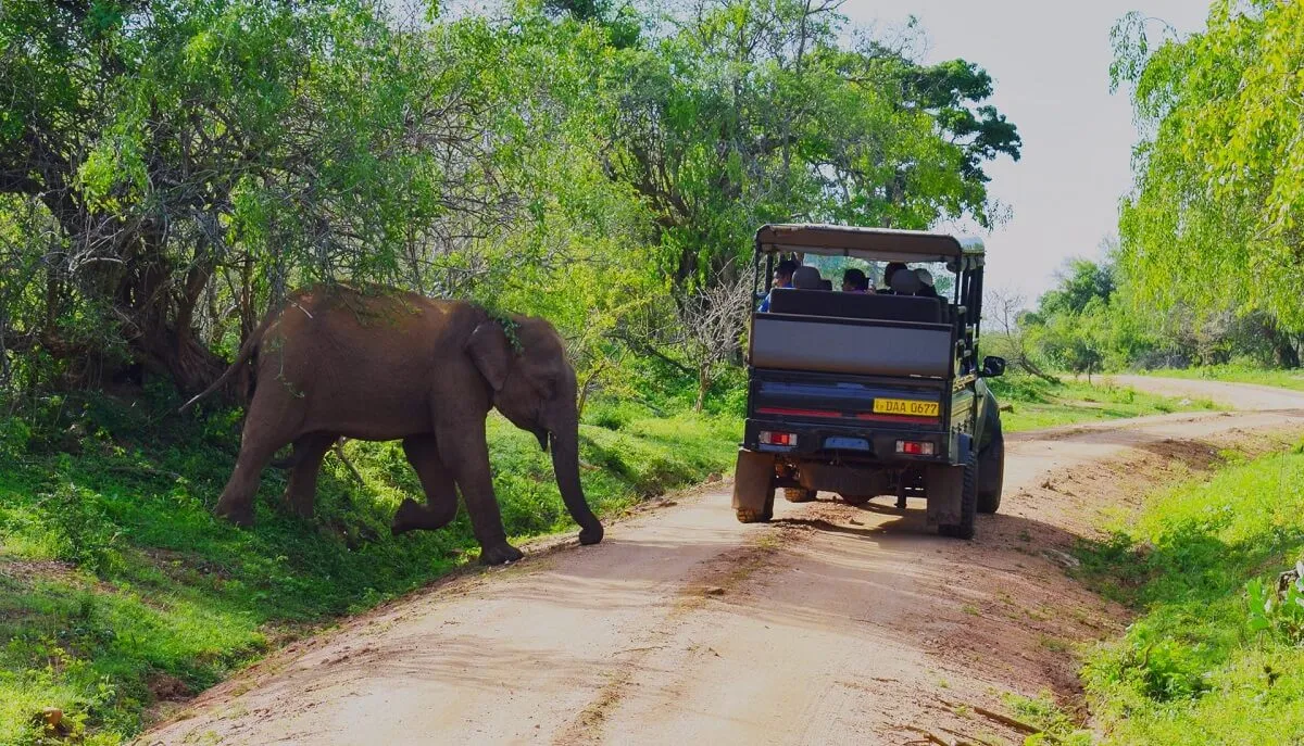 Yala National Park